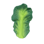 Kendall the Kale Baby Teether