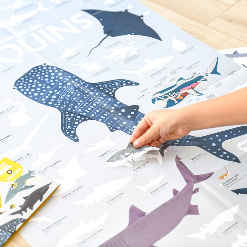 Educational poster + 45 stickers sharks