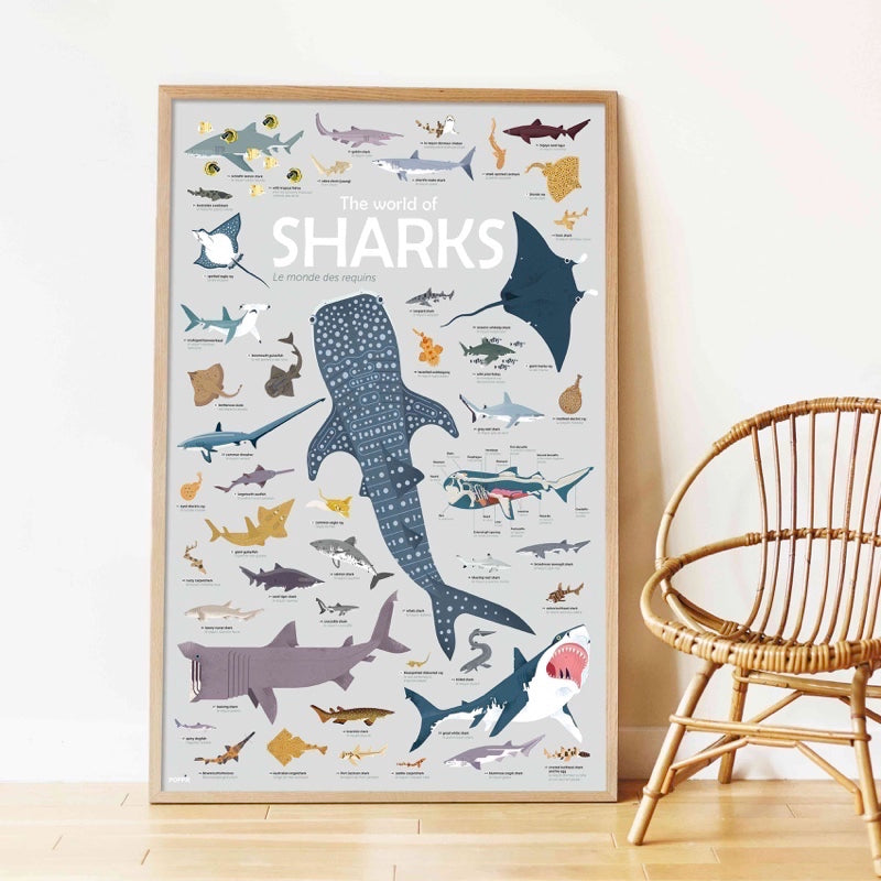 Educational poster + 45 stickers sharks