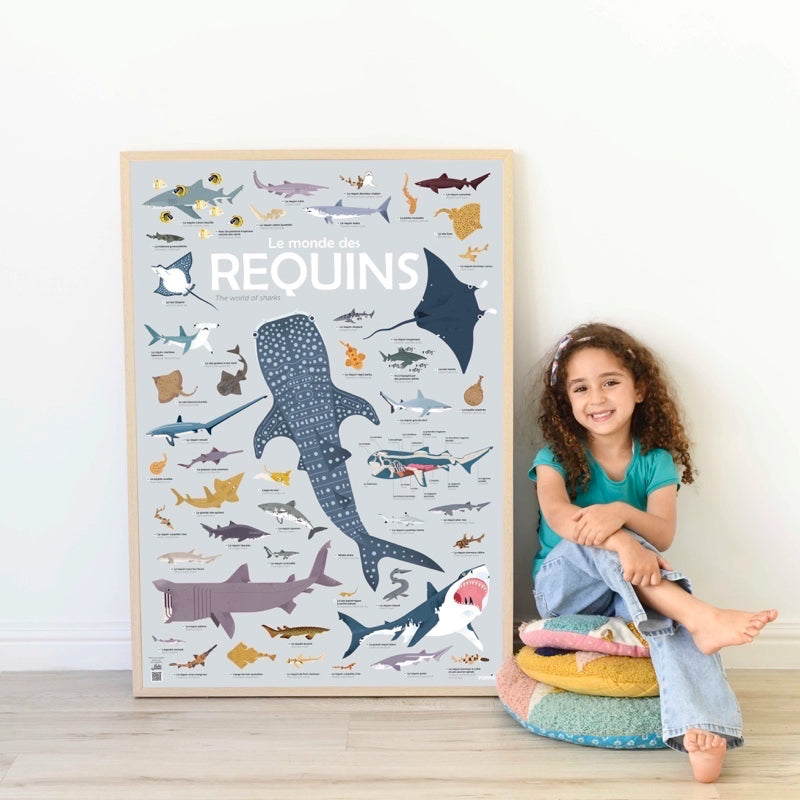Educational poster + 45 stickers sharks